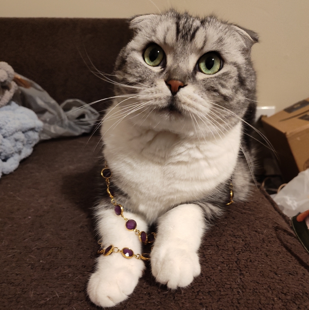 Elegant Cat